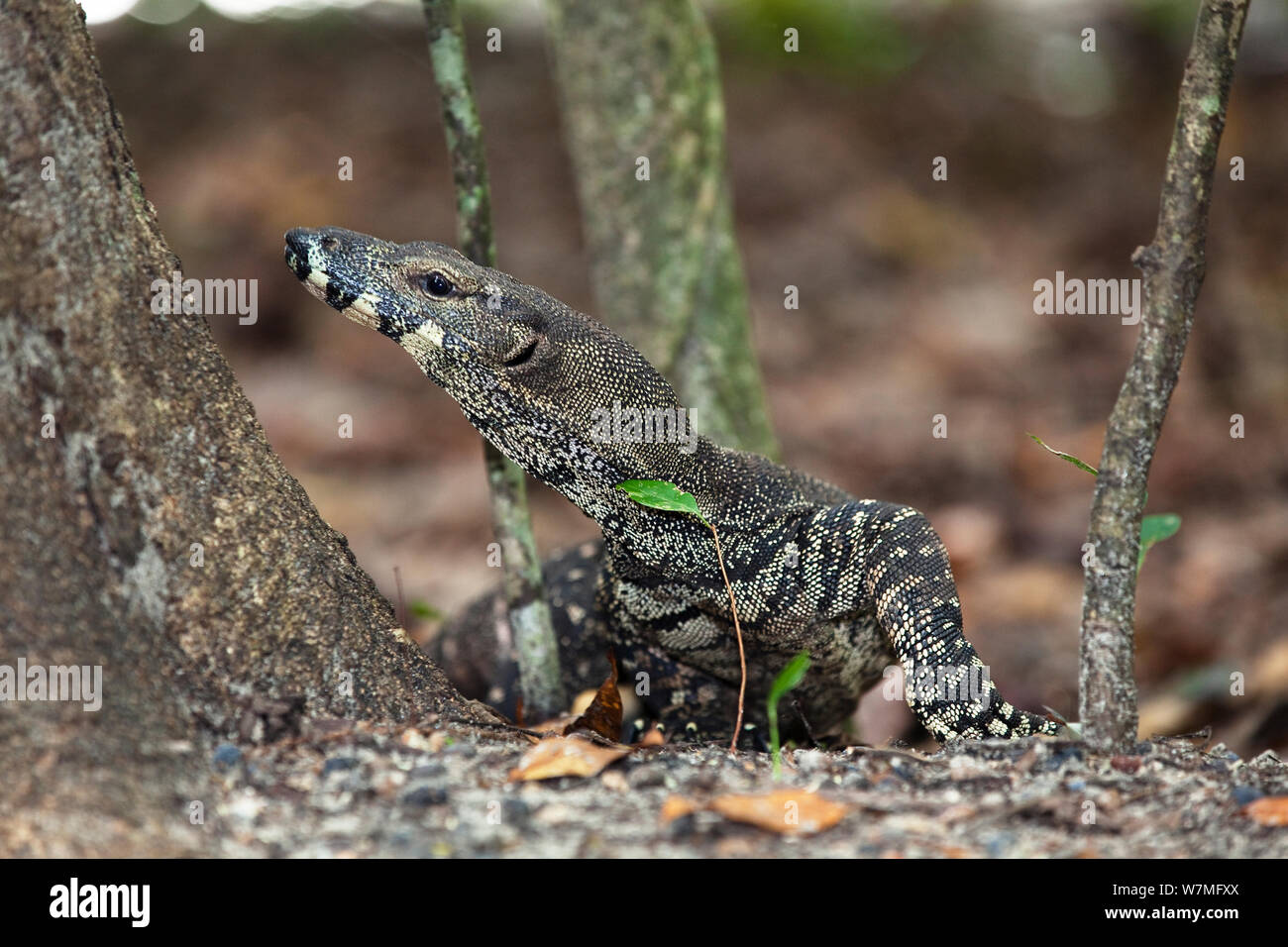 Monitor di pizzo (Varanus varius) Parco Nazionale Daintree, Queensland, Australia Foto Stock