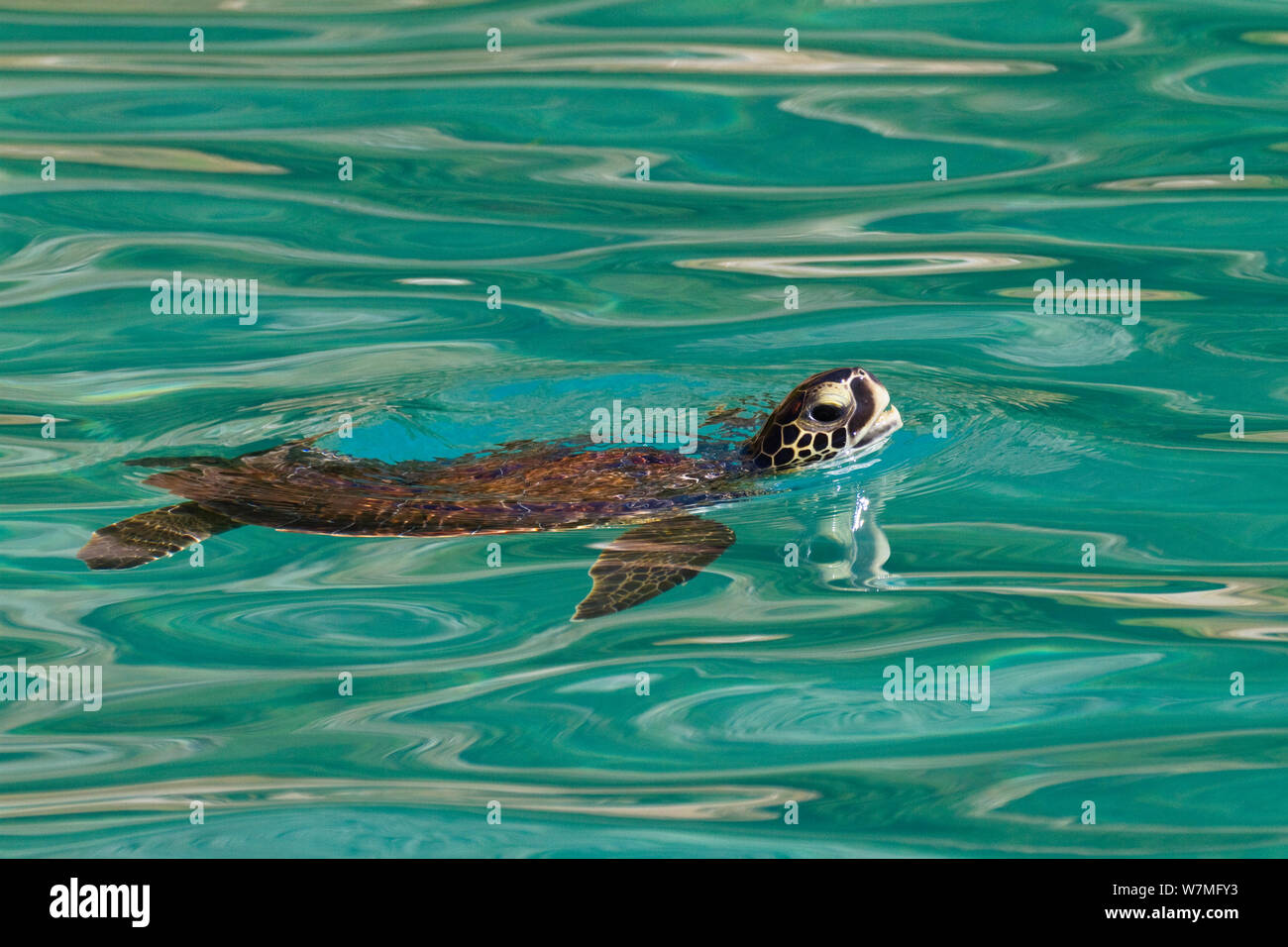 Tartaruga marina Caretta - Caretta) respirazione a superficie, lycian coast, Mare mediterraneo, Turchia Foto Stock