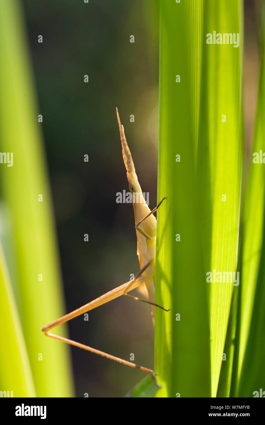 Breve cornuto / inclinazione del Mediterraneo di fronte grasshopper (Acrida ungarica) immerso in erba, Lykia, tacchino veramente, Asia Foto Stock