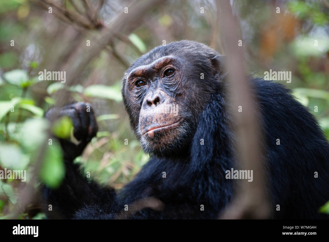 Uno scimpanzé (Pan troglodytes) Mahale Mountains National Park, Tanzania Africa orientale Foto Stock