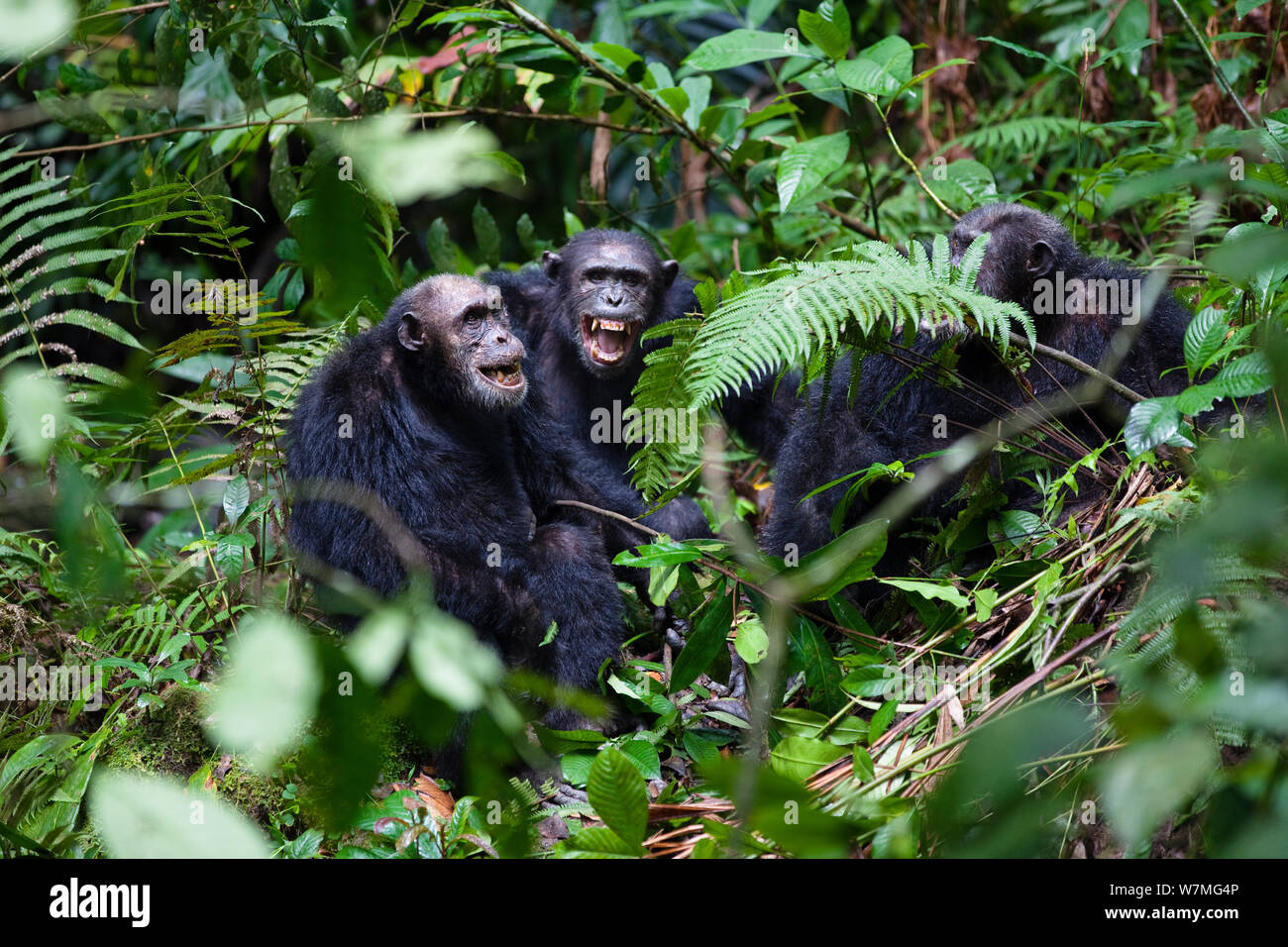 Gli scimpanzé (Pan troglodytes) maschi aggressivi urlando, Mahale Mountains National Park, Tanzania Africa orientale Foto Stock