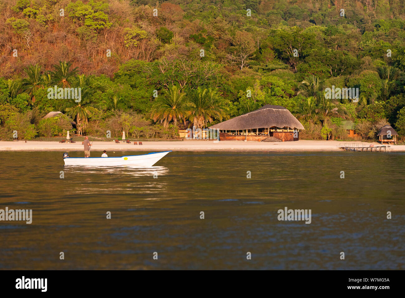 Uno scimpanzé Campeggio Al Lago Tanganica, Mahale Mountains National Park, Tanzania Africa orientale Foto Stock