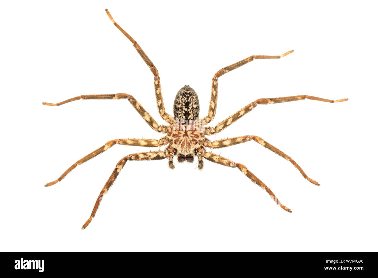 Spider Selenops (sp) Piedade, Sao Paulo, Brasile, la foresta pluviale tropicale, maggio. meetyourneighbors.net progetto Foto Stock