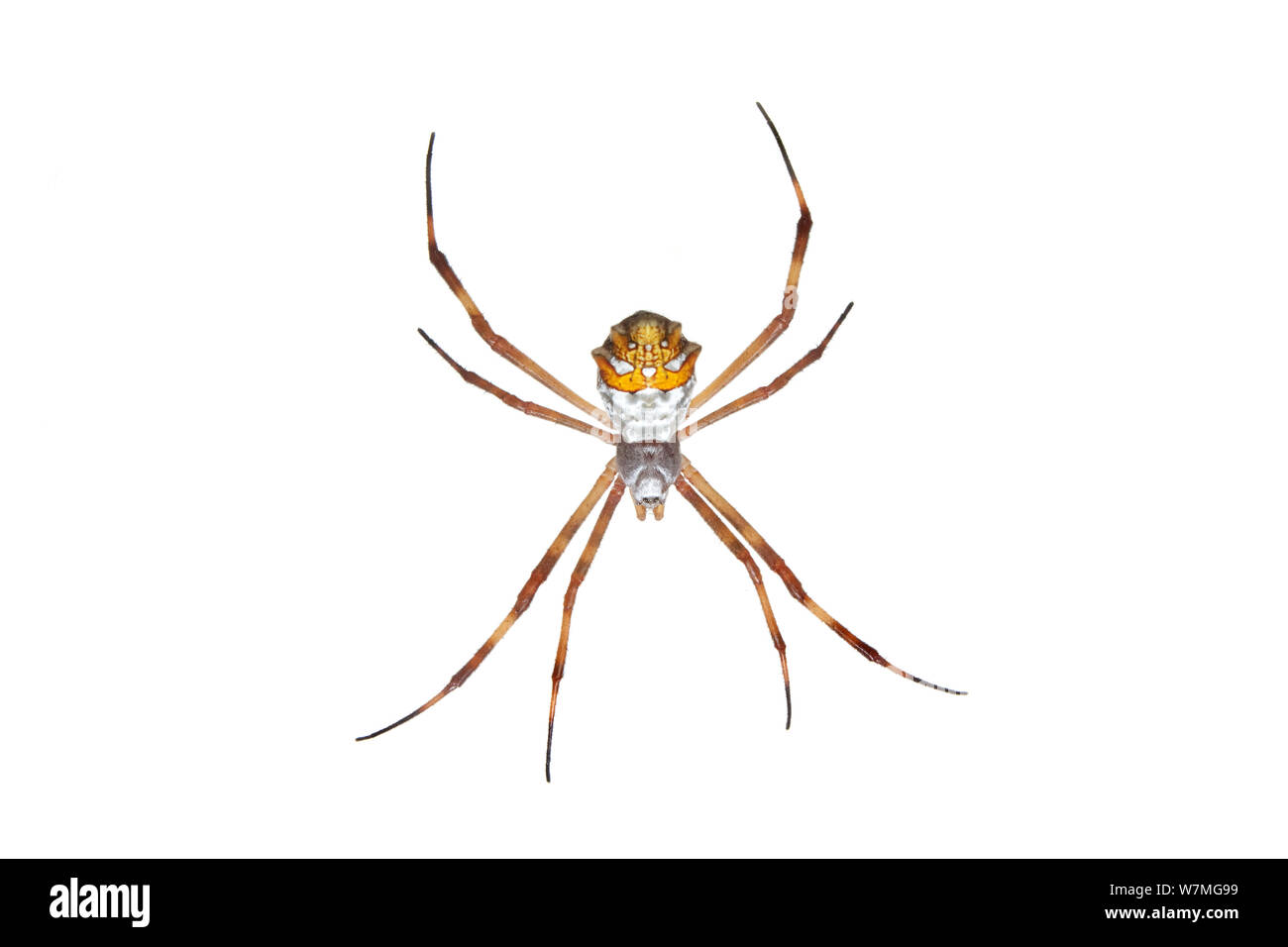 Argento argiope spider (Argiope argentata) urban, Sorocaba, Sao Paulo, Brasile, aprile. meetyourneighbors.net progetto Foto Stock