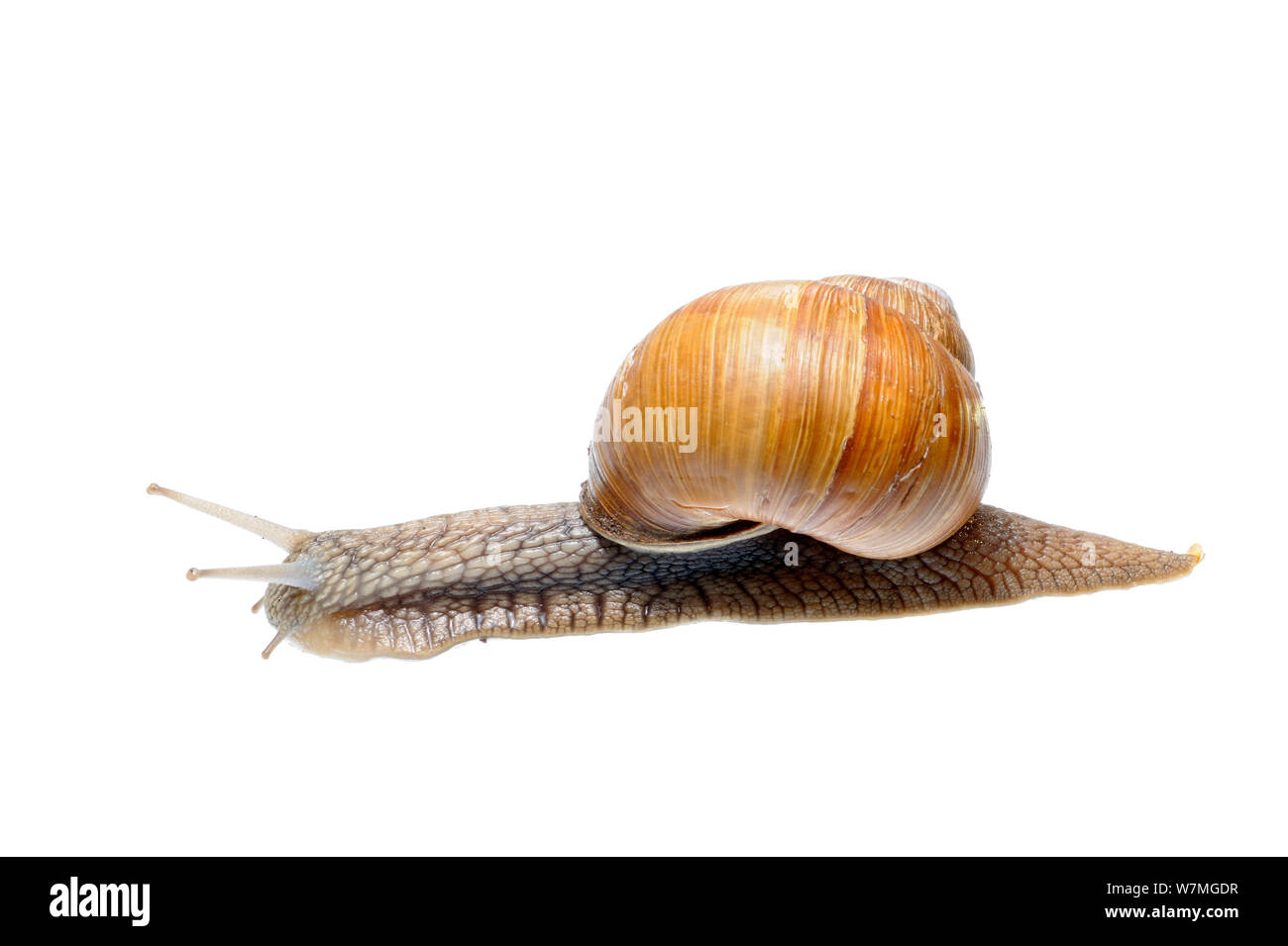 Roman / lumaca commestibili (Helix pomatia) con piedi estesi, prateria, Osilnica, Slovenia, l'Europa, Maggio. meetyourneighbors.net progetto Foto Stock