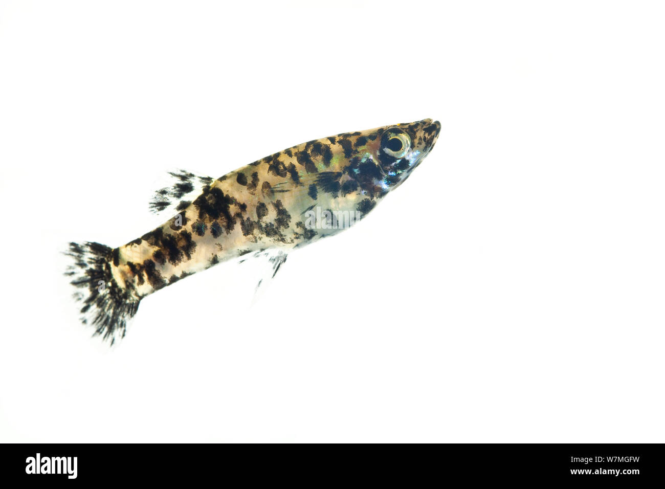 Mosquitofish Melanistic (Gambusia affinis holbrooki) Big Cypress National Preserve, Florida, Stati Uniti d'America, febbraio. meetyourneighbors.net progetto Foto Stock