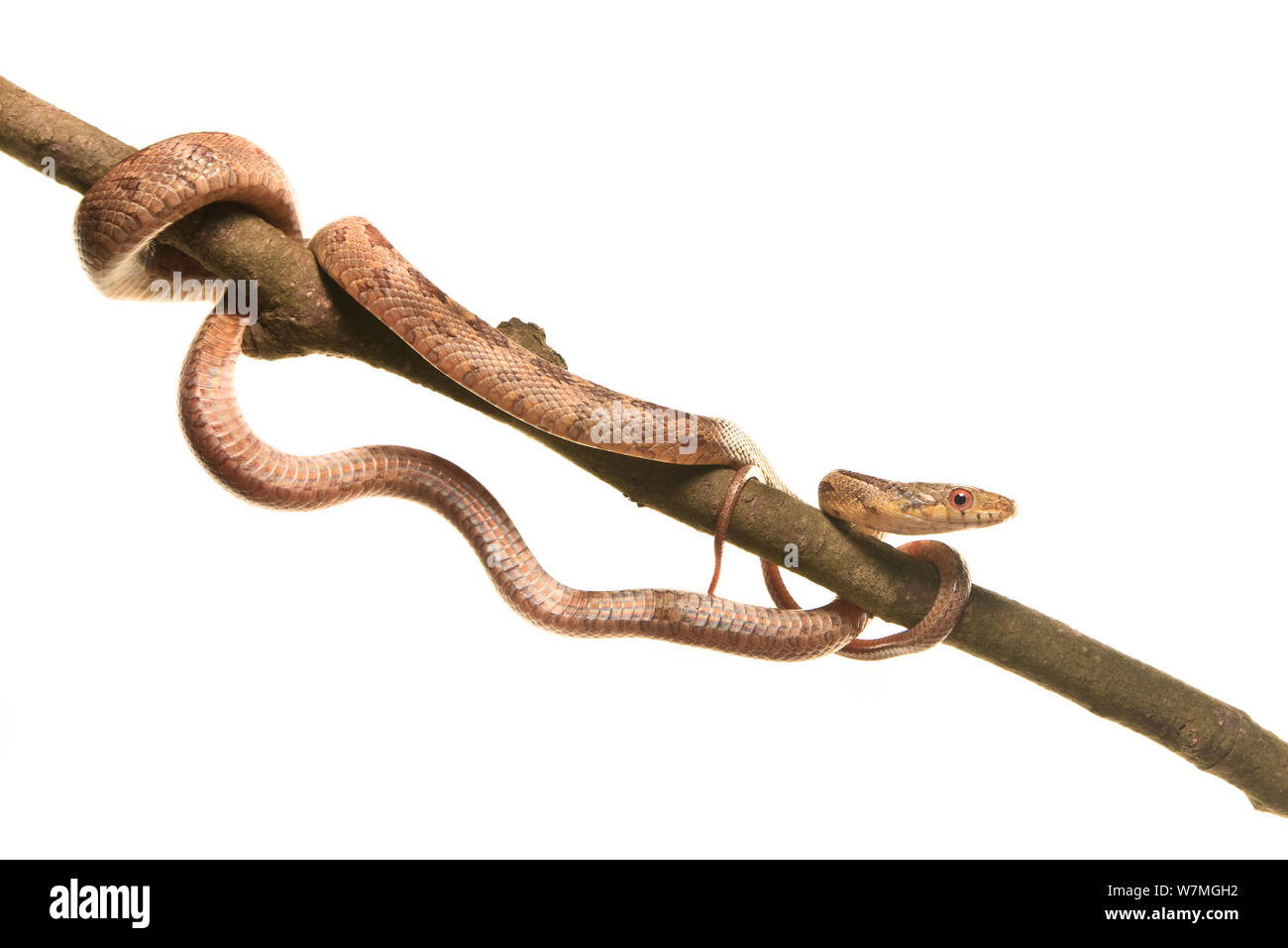 Pollo / Giallo biacco (Pantherophis alleghaniensis / Elaphe obsoleta quadrivittata), i capretti Everglades National Park, Florida, USA, maggio. meetyourneighbors.net progetto Foto Stock