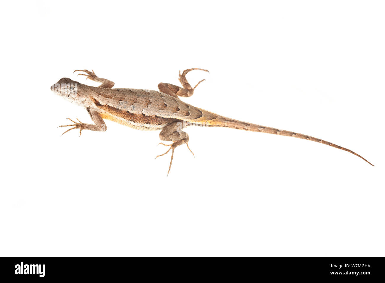 Florida scrub lizard (Sceloporus woodi) femmina, lago del Galles Ridge, Highlands County, Florida, Stati Uniti d'America, può . meetyourneighbors.net progetto Foto Stock