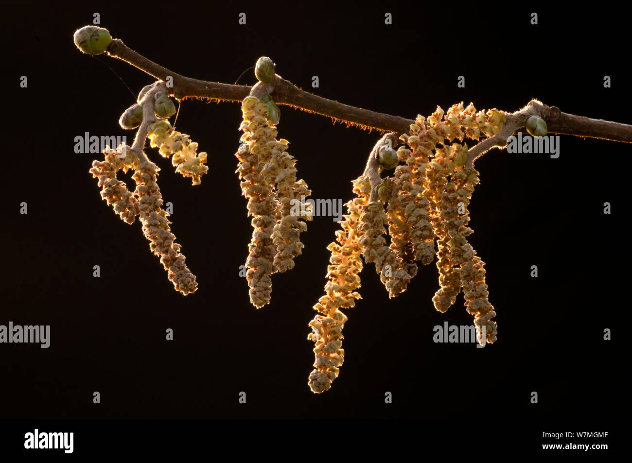Amenti di nocciolo (Corylus avellana) retroilluminato, Tamar Lago, Cornwall, Regno Unito, Marzo. Foto Stock