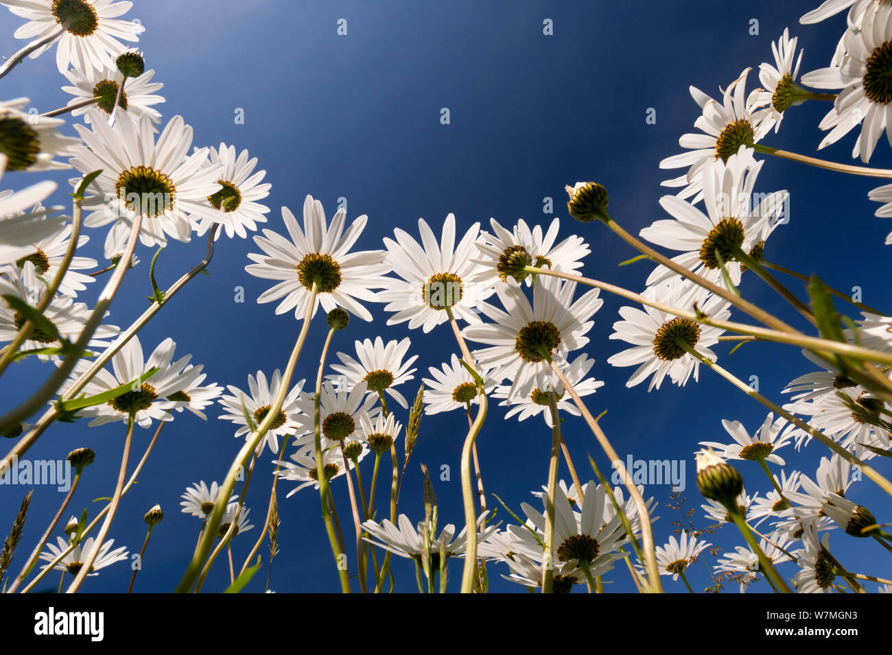 Oxeye margherite (Leucanthemum vulgare) bassa angolazione, Tamar laghi, Cornwall, Regno Unito, Giugno 2011. Foto Stock