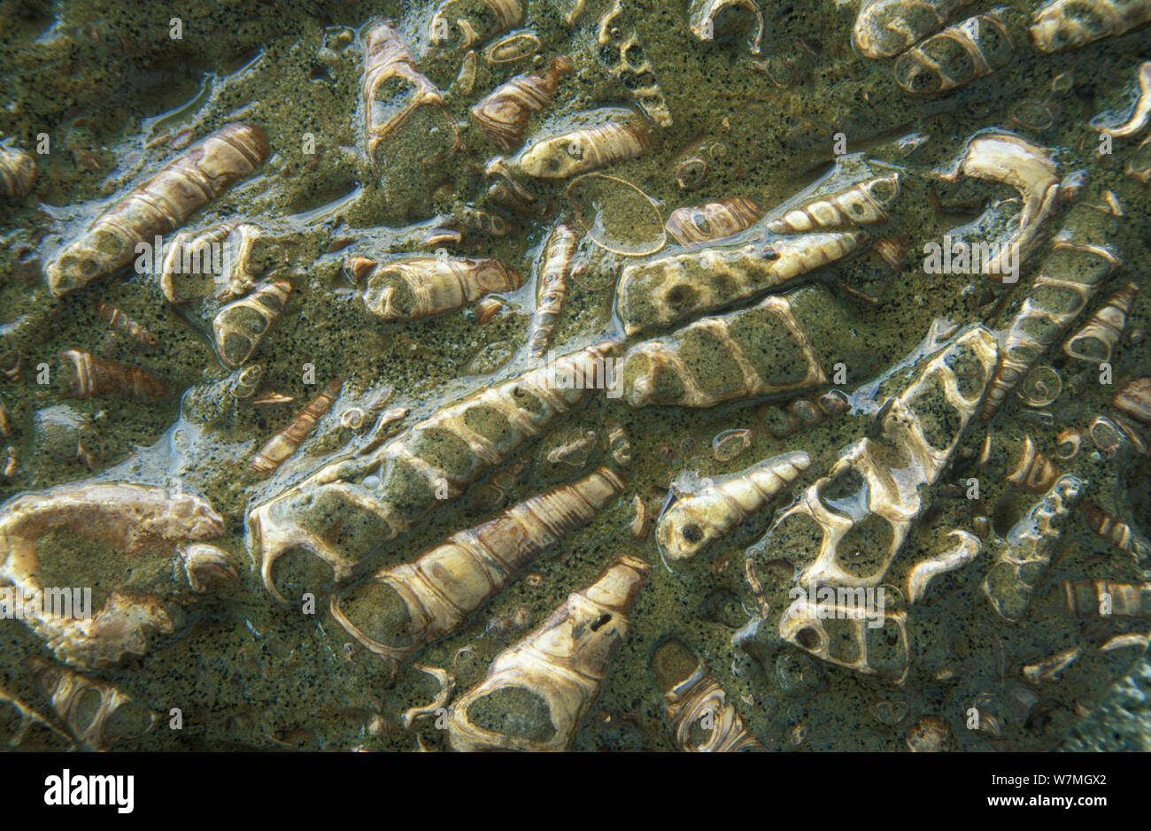Fossili marini immagini e fotografie stock ad alta risoluzione - Alamy