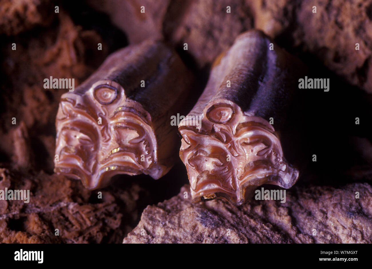 I fossili dei denti molari di un cavallo preistorico dal periodo Miocene, Teruel, Spagna Foto Stock