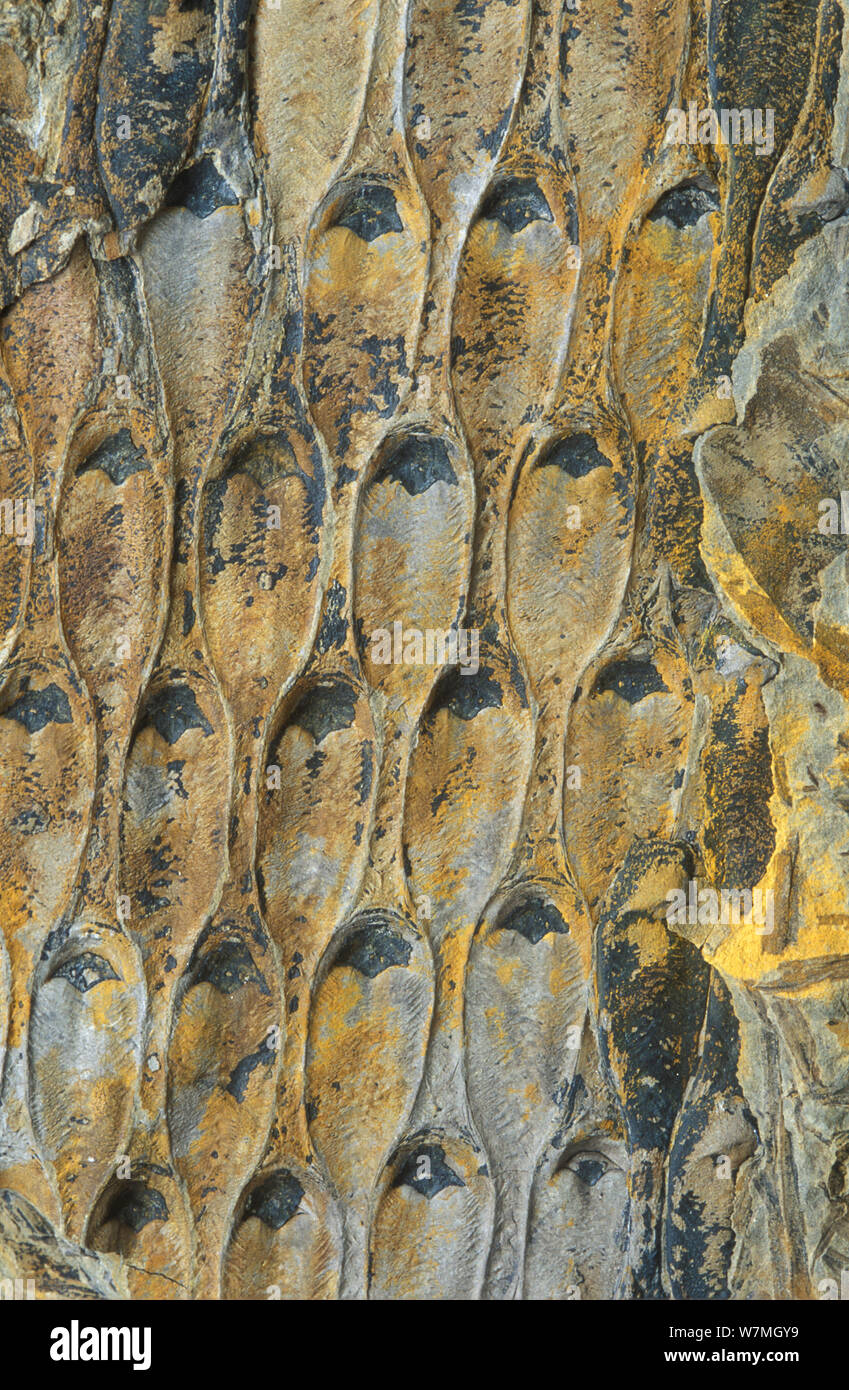 Fossile di scala tree (Lepidodendron) dal periodo Carbonifero, Guadiato, Spagna Foto Stock