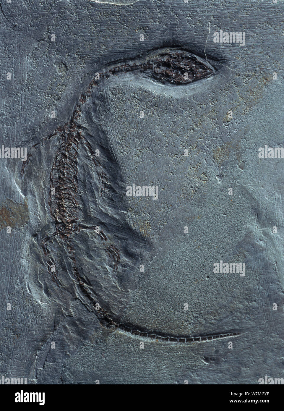 Fossile di rettile di acqua dolce Hyphalosarus (sp) dal Giurassico, Cina Foto Stock