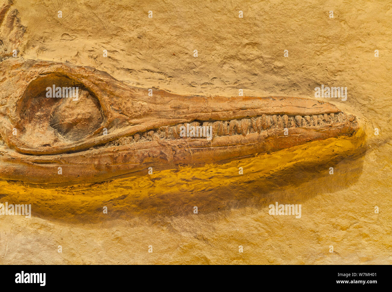 Fossile di preistorico rettile marino Plesiosaur (Plesiosauria) che mostra il cranio, ganasce, gli occhi e denti, Spagna Foto Stock