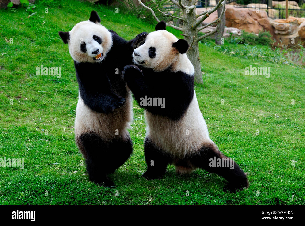 Panda gigante (Ailuropoda melanoleuca) due giocare combattimenti, captive, Zoo Parc de Beauval Francia, in via di estinzione Foto Stock