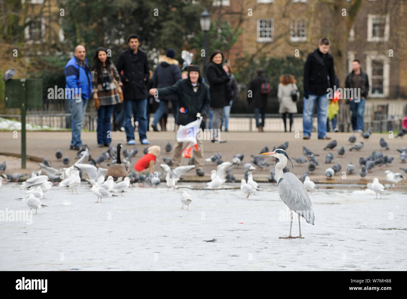 Airone cinerino (Ardea cinerea) in piedi sul lago ghiacciato, con persone alimentazione di uccelli in background, Regents Park, London, England, Regno Unito, febbraio. 2020Vision Book piastra. Foto Stock