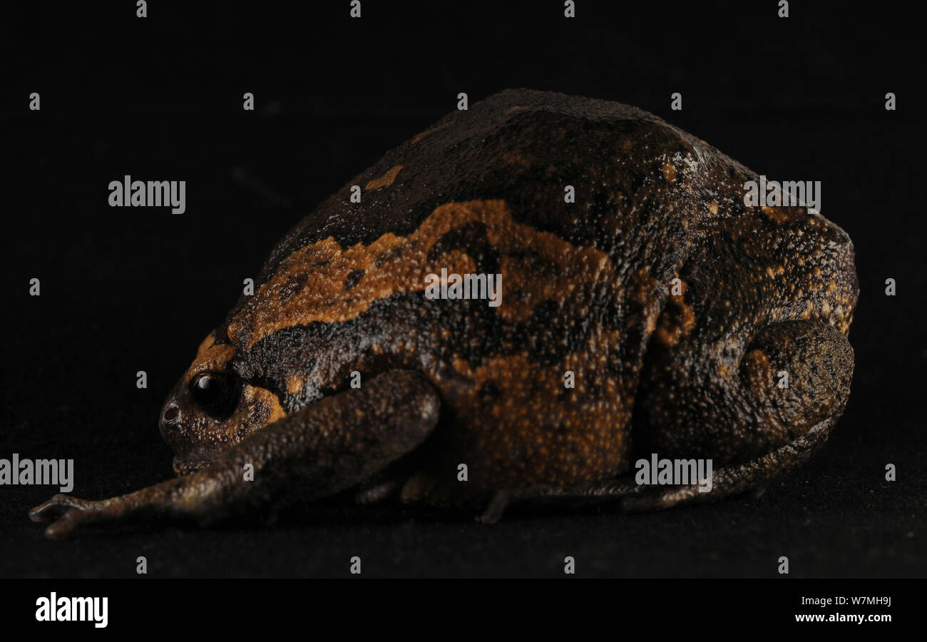 Hainan scavare / Nastrare / asiatici rana verniciata (Kaloula pulchra) il gonfiaggio di per sé, comportamento difensivo, Bawangling Riserva Naturale Nazionale, Isola di Hainan in Cina. Foto Stock