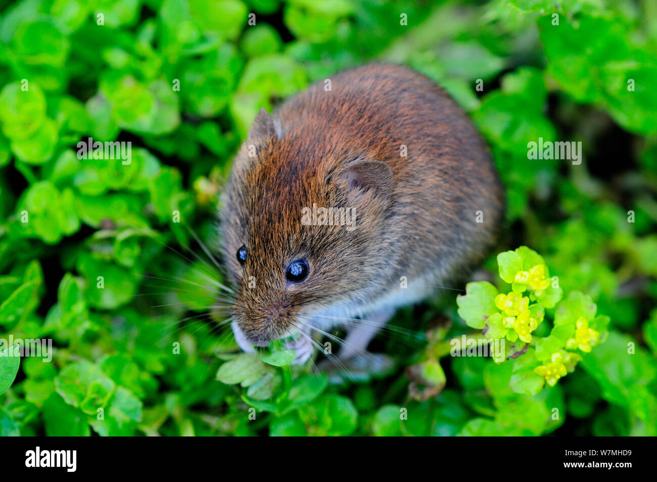 Harvest mouse (Micromys minuti soricinus) alimentazione, captive, UK, Aprile Foto Stock