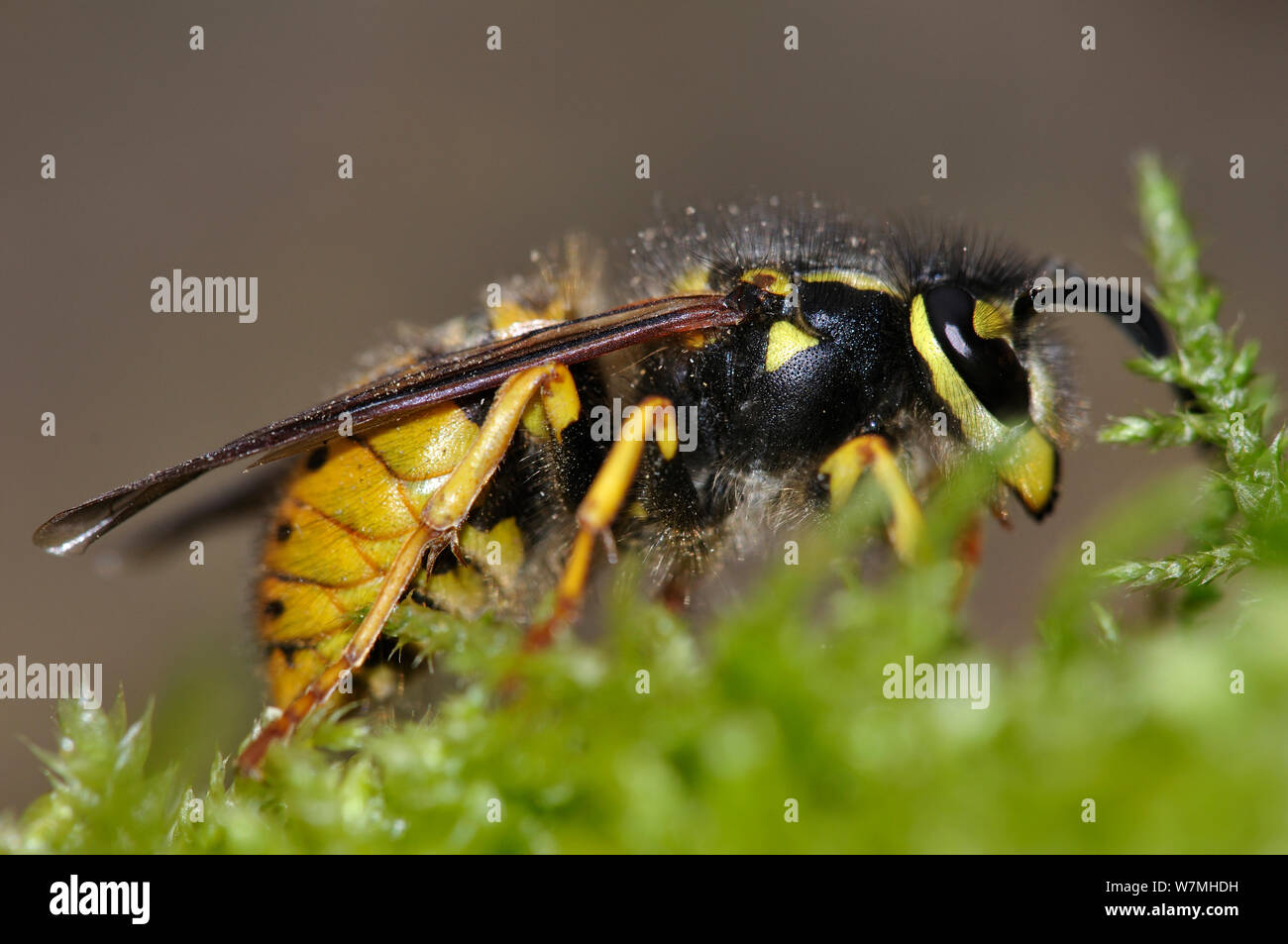 Wasp comune (Vespula vulgaris) queen, Dorset, Regno Unito, Marzo Foto Stock