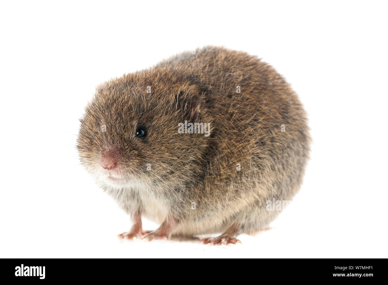 Campo vole (Microtus agrestis) Pirenei, Francia, giugno. meetyourneighbors.net progetto Foto Stock