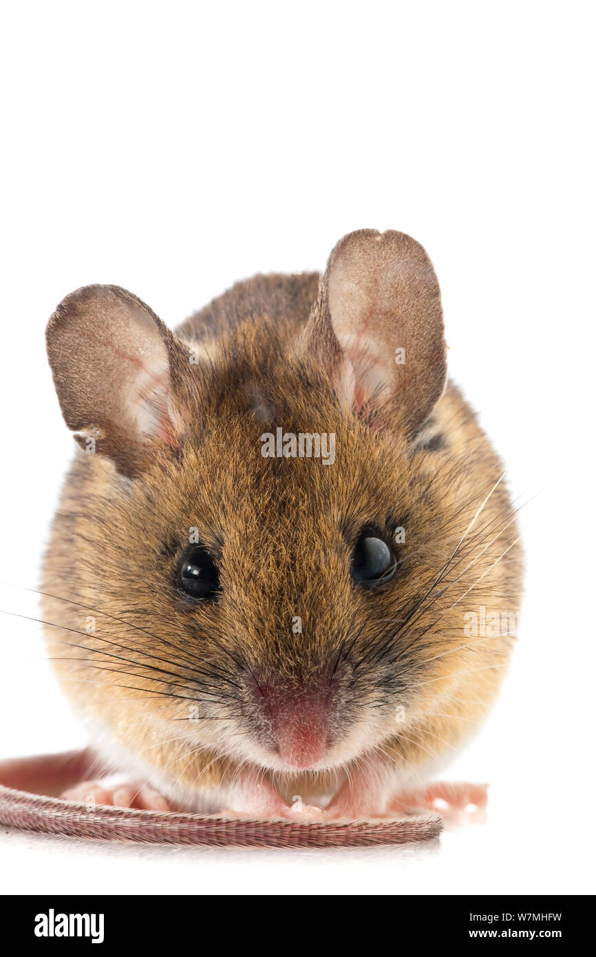 Mouse di legno (Apodemus sylvaticus) boschi, Pirenei, Francia, giugno. meetyourneighbors.net progetto Foto Stock