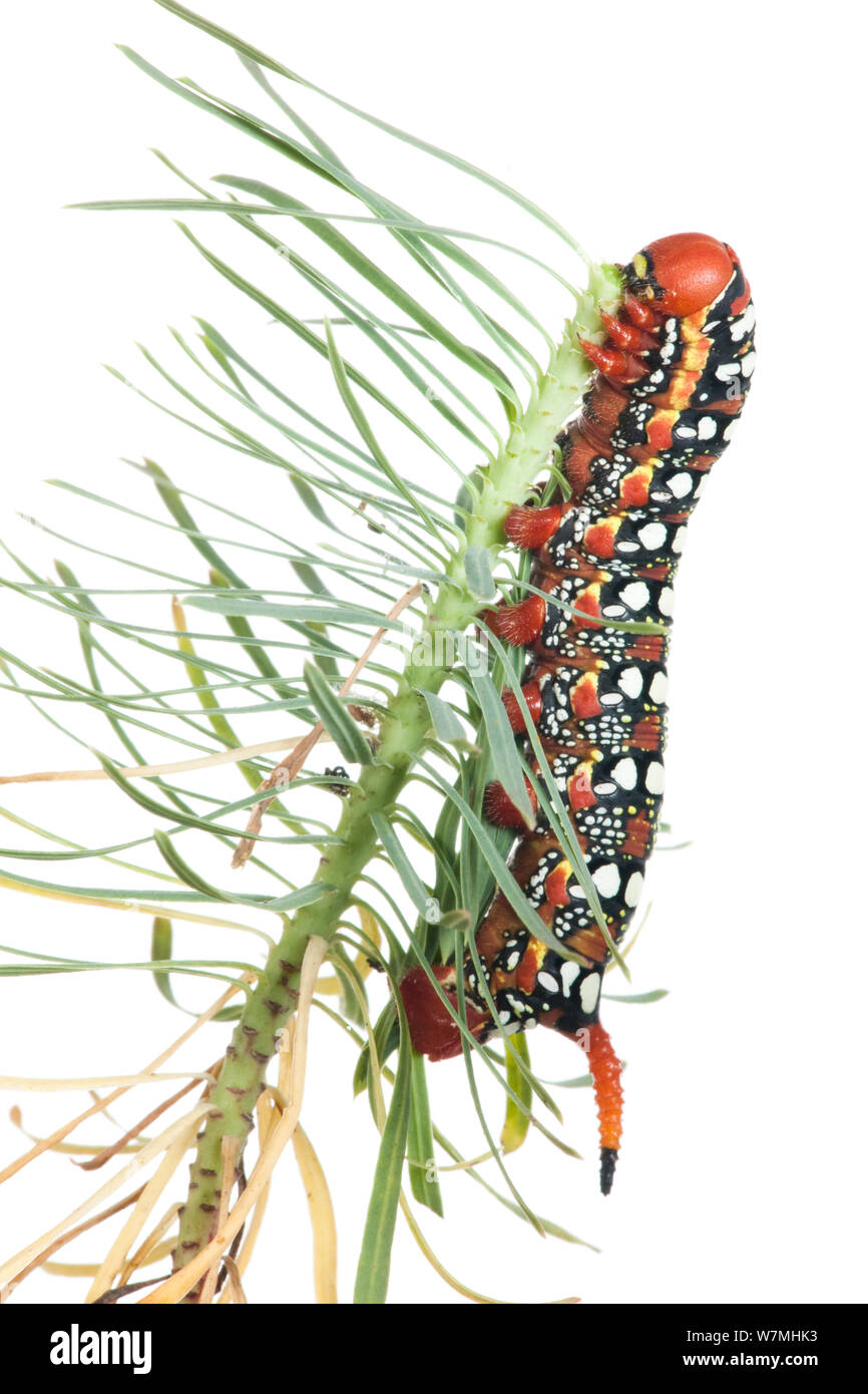 Caterpillar larva di euforbia (hawkmoth Hyles euphorbiae) alimentazione su Euphorbia, Montacarra, Rhones-Alpes, Francia, settembre. meetyourneighbors.net progetto Foto Stock