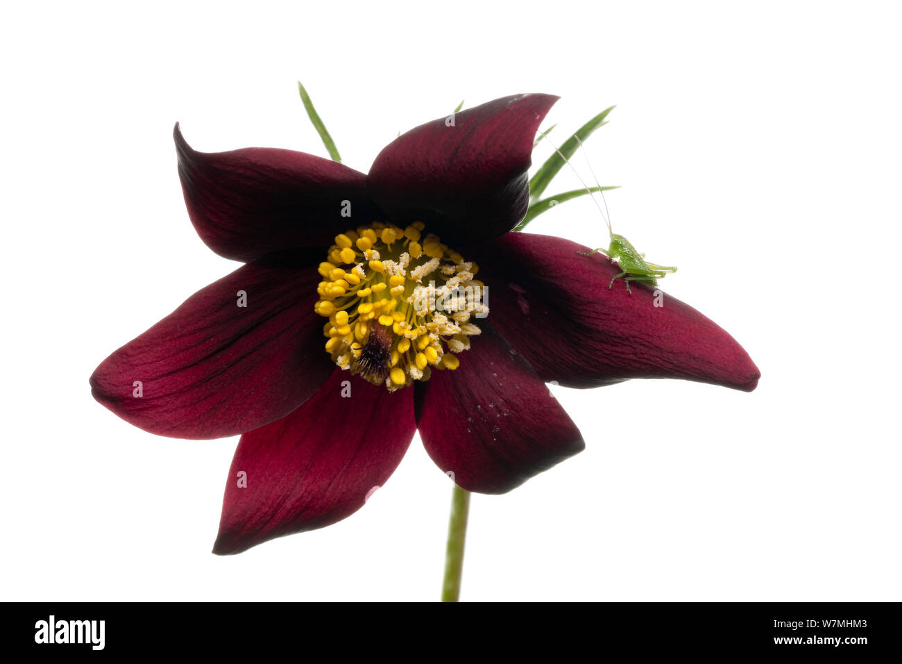 Red "pasque flower (Pulsatilla vulgaris "rubra ") con giovani Cavalletta verde, prati, Isere, Rhones-Alpes, in Francia, in aprile. meetyourneighbors.net progetto Foto Stock