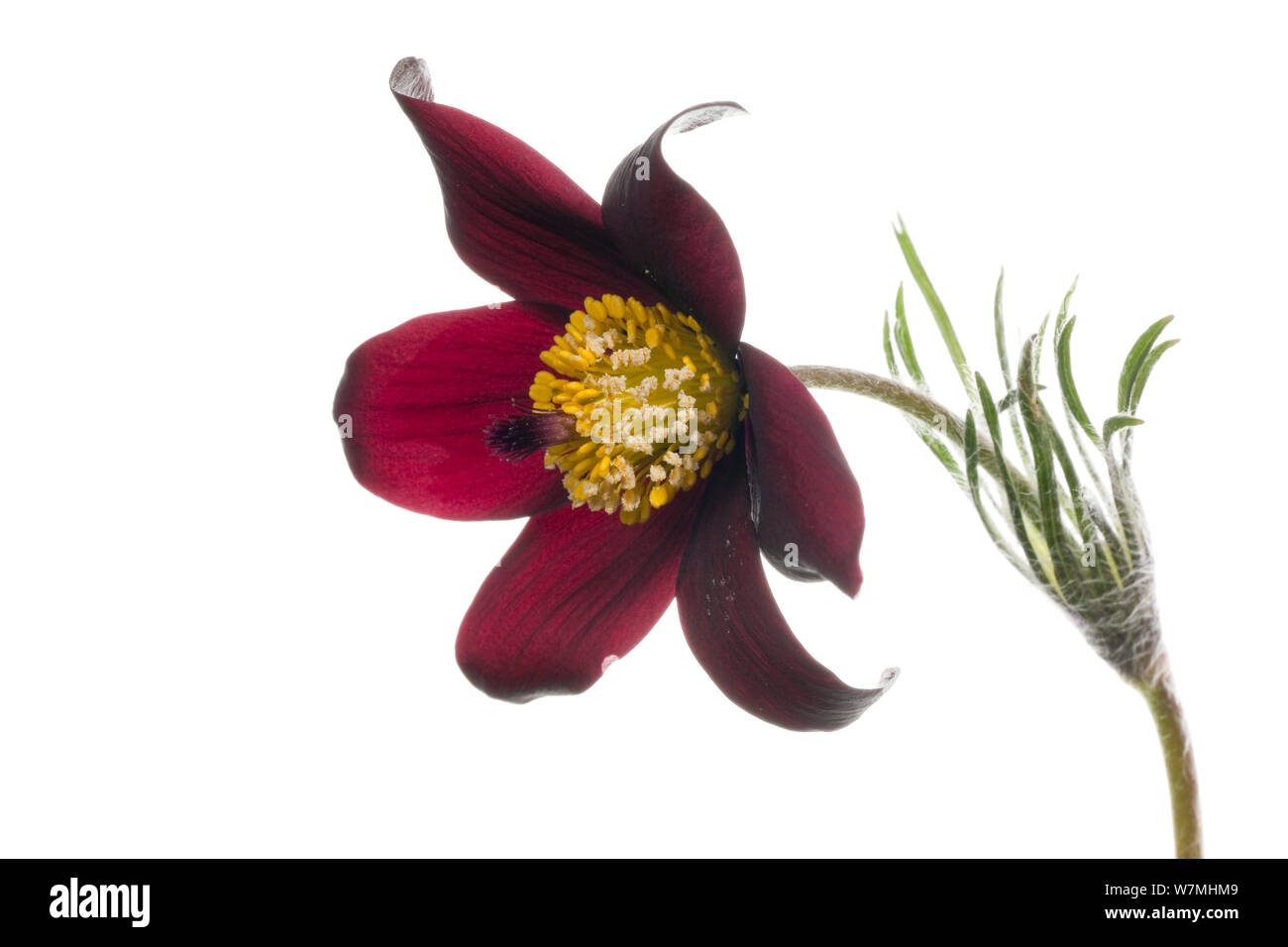 Red "pasque flower (Pulsatilla vulgaris "rubra") prateria, Isere, Rhones-Alpes, in Francia, in aprile. meetyourneighbors.net progetto Foto Stock