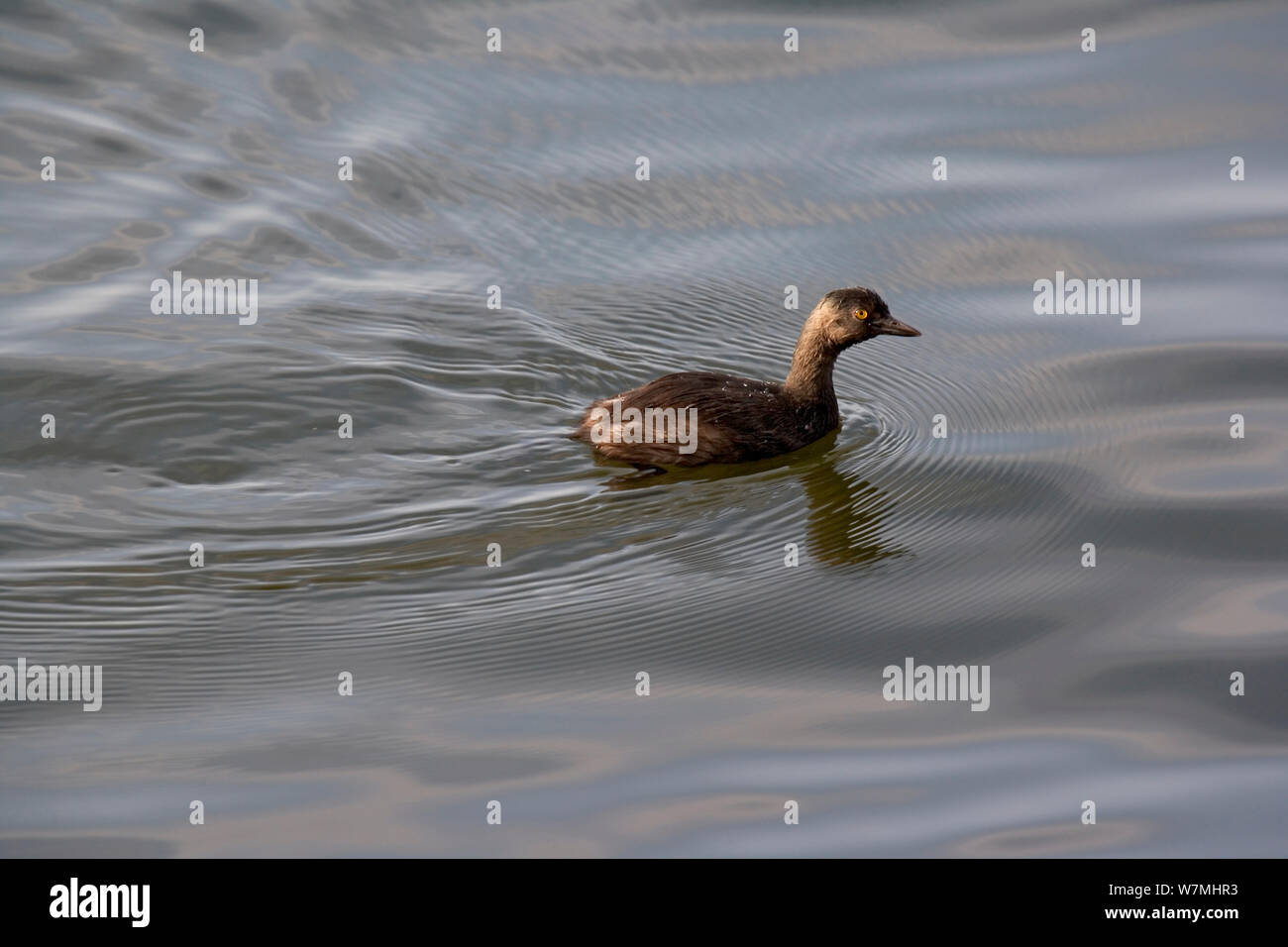 Eared / nero a collo svasso (Podiceps nigricollis) sull'acqua. Laguna Catemaco, Messico orientale, Agosto. Foto Stock