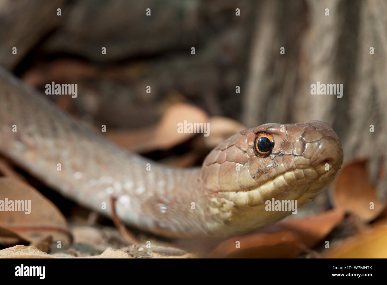 Neotropical Whipsnake (Masticophis mentovarius striolatus ritratto). Maria Magdalena Isola, Islas Marias Riserva della Biosfera, Mare di Cortez (Golfo di California), Messico, Giugno. Foto Stock