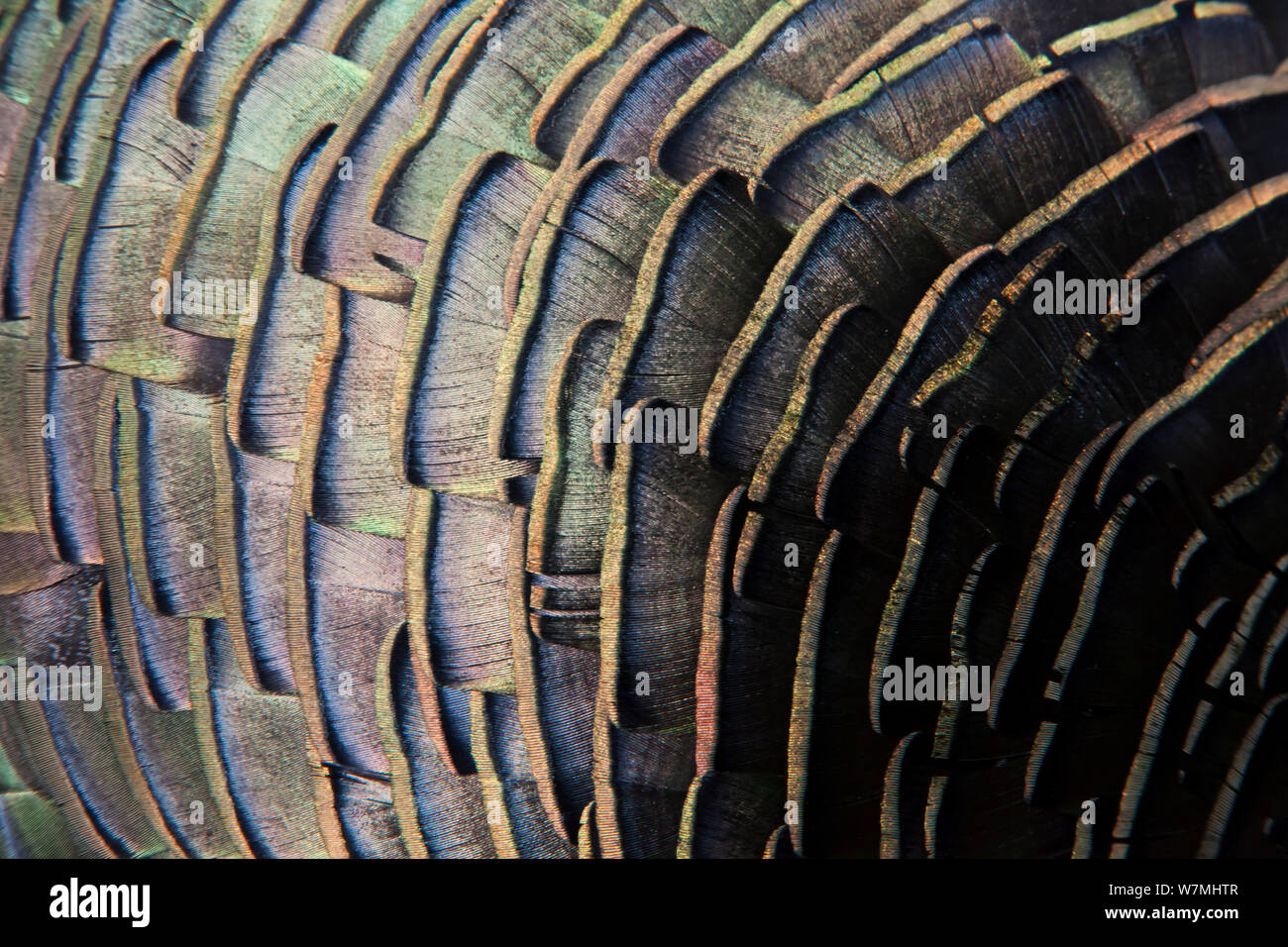 Dettaglio di Ocellated Turchia (Meleagris / Agriocharis ocellata) piumaggio. El Mirador-Rio Azul National Park, dipartimento di El Petén, Guatemala. Foto Stock