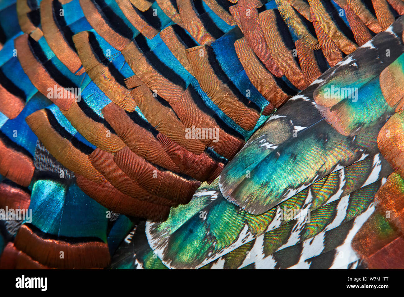 Dettaglio di Ocellated Turchia (Meleagris / Agriocharis ocellata) piumaggio. El Mirador-Rio Azul National Park, dipartimento di El Petén, Guatemala. Foto Stock