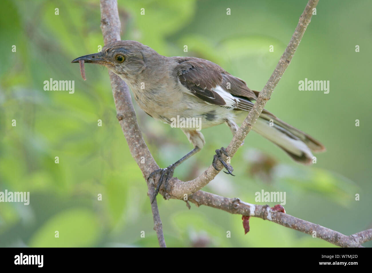 Northern Mockingbird (Mimus polyglottos) con invertebrati preda. Maria Madre Island, Islas Marias Riserva della Biosfera, Mare di Cortez (Golfo di California), Messico, Settembre. Foto Stock