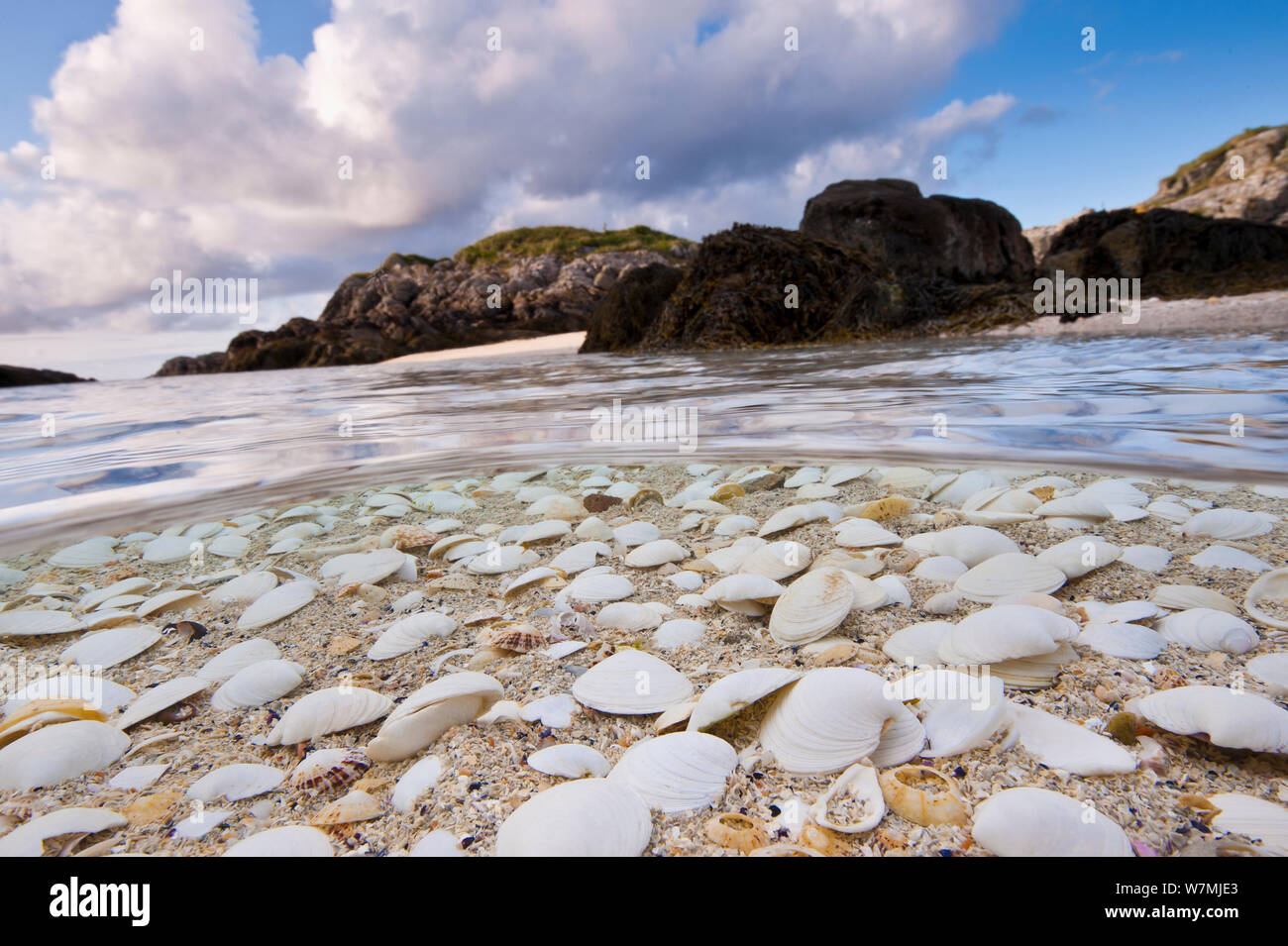 Gusci dei molluschi lavato fino a una spiaggia a Cairns di coll, Isola di coll, Ebridi Interne, Scozia, Oceano Atlantico settentrionale, Giugno 2011 Foto Stock