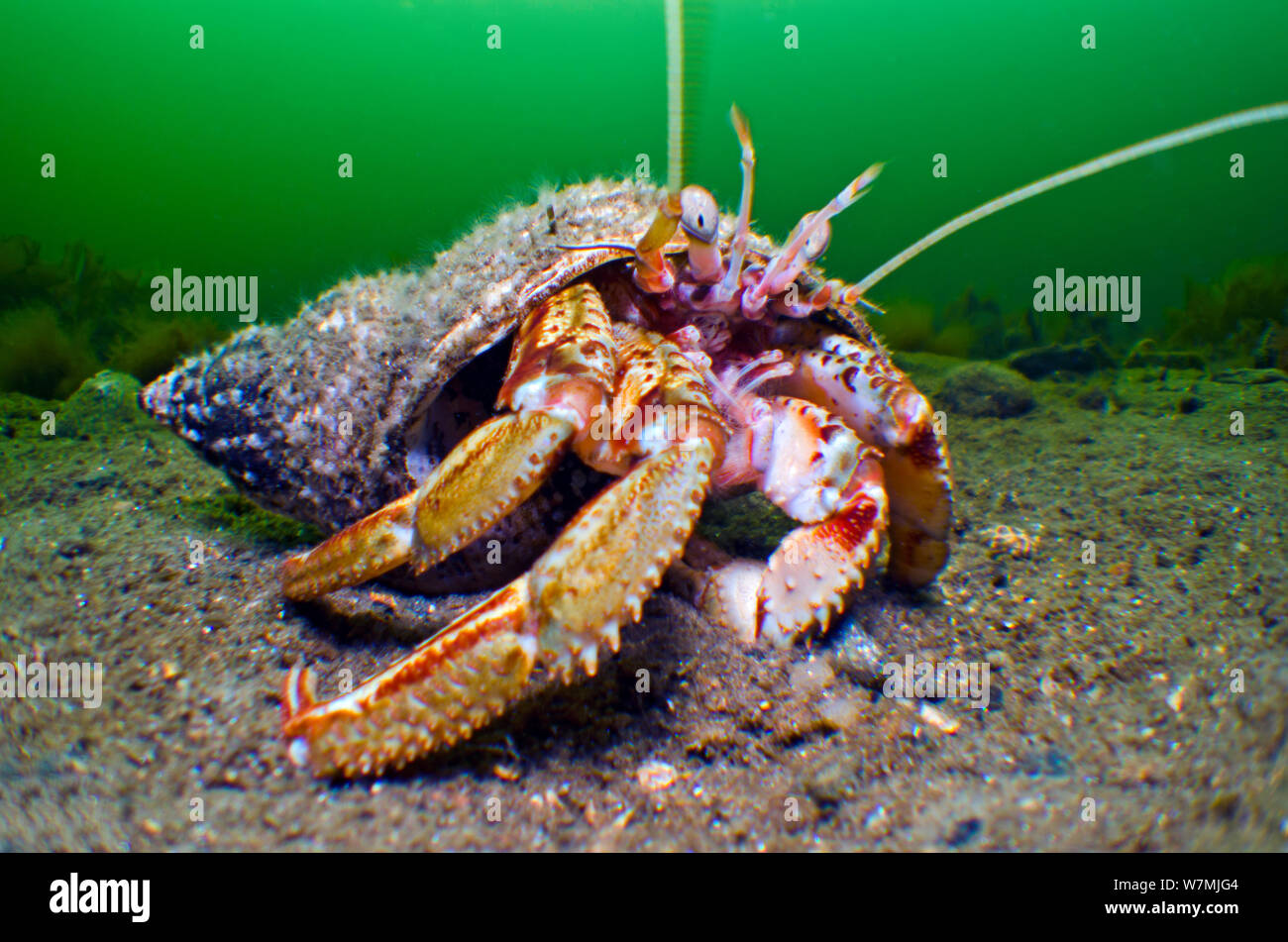 Comune granchio eremita (Pagurus bernhardus) nel guscio di mollusco coperto con il hydroid (Hydractinia echinata), che vive solo di gusci di paguri. Loch Long, Scozia, Aprile Foto Stock