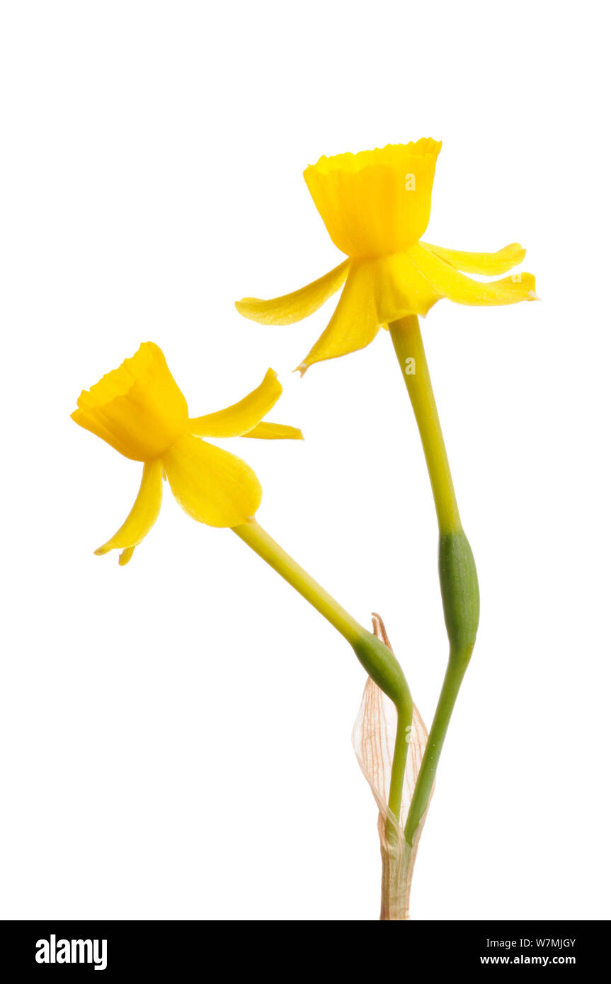 Wild daffodil (Narcissus assoanus) Sierra de Bernia, Alicante, Spagna, Marzo, progetto meetyourneighbors.net Foto Stock