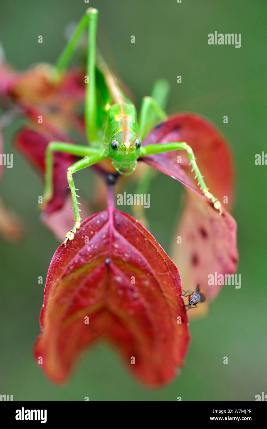 Grande macchia verde cricket (Tettigonia viridissima) su sanguinello (Cornus sanguinae) in autunno, Montenach, Lorena, Francia, settembre. Foto Stock