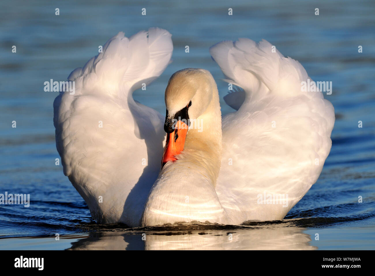 Cigno (Cygnus olor) adulto su acqua in postura di minaccia prima di corteggiamento, Lorena, Francia, gennaio. Foto Stock