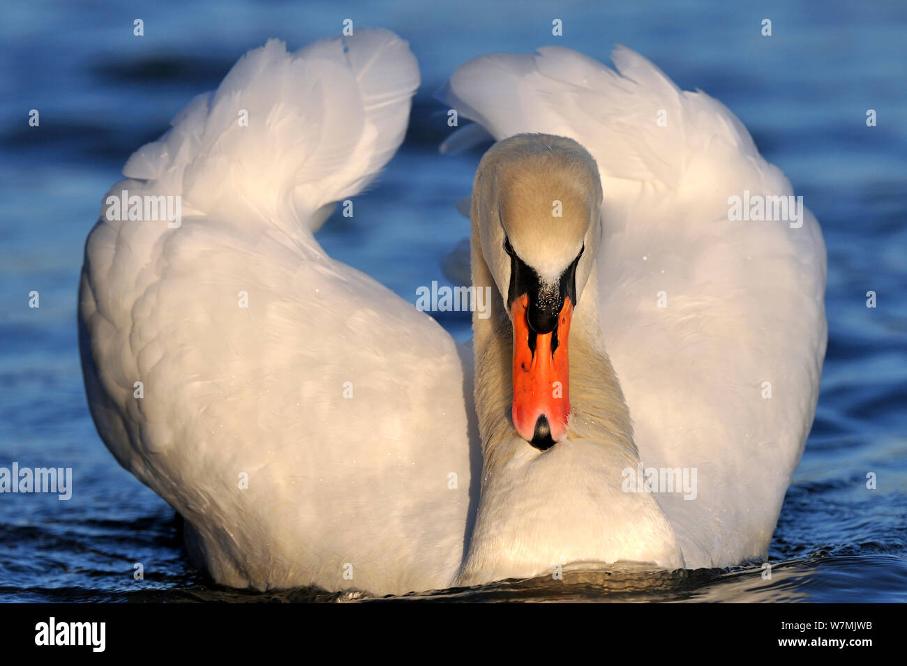 Cigno (Cygnus olor) adulto su acqua in postura di minaccia prima di corteggiamento, Lorena, Francia, gennaio. Foto Stock