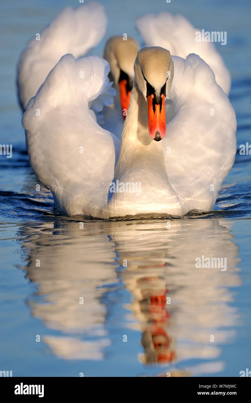 Cigno (Cygnus olor) due adulti su acqua nel corteggiamento, Lorena, Francia, gennaio. Foto Stock