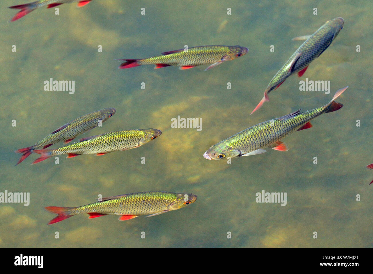 Roach (Rutilus rutilus) Remerschen, Lussemburgo, Luglio. Foto Stock