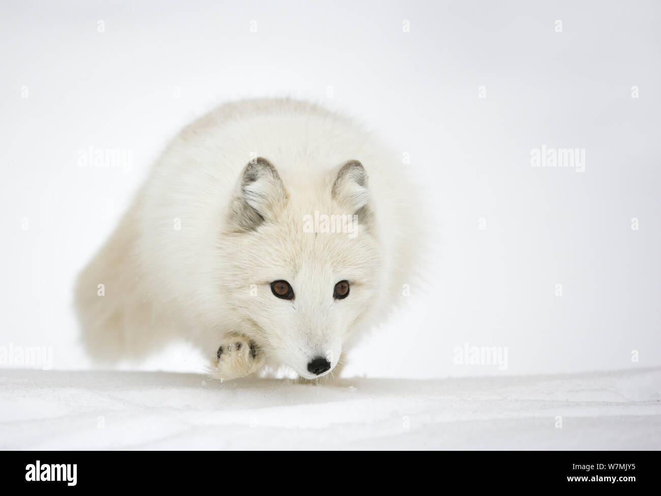 Arctic Fox (Vulpes vulpes lagopus) in cappotto invernale Norvegia, prigionieri marzo. Foto Stock