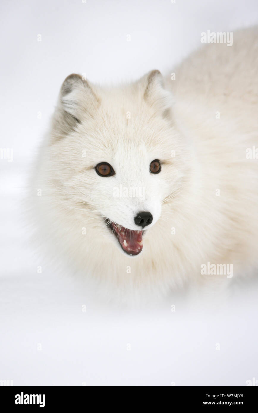 Arctic Fox (Vulpes vulpes lagopus) in cappotto invernale Norvegia, prigionieri marzo. Foto Stock