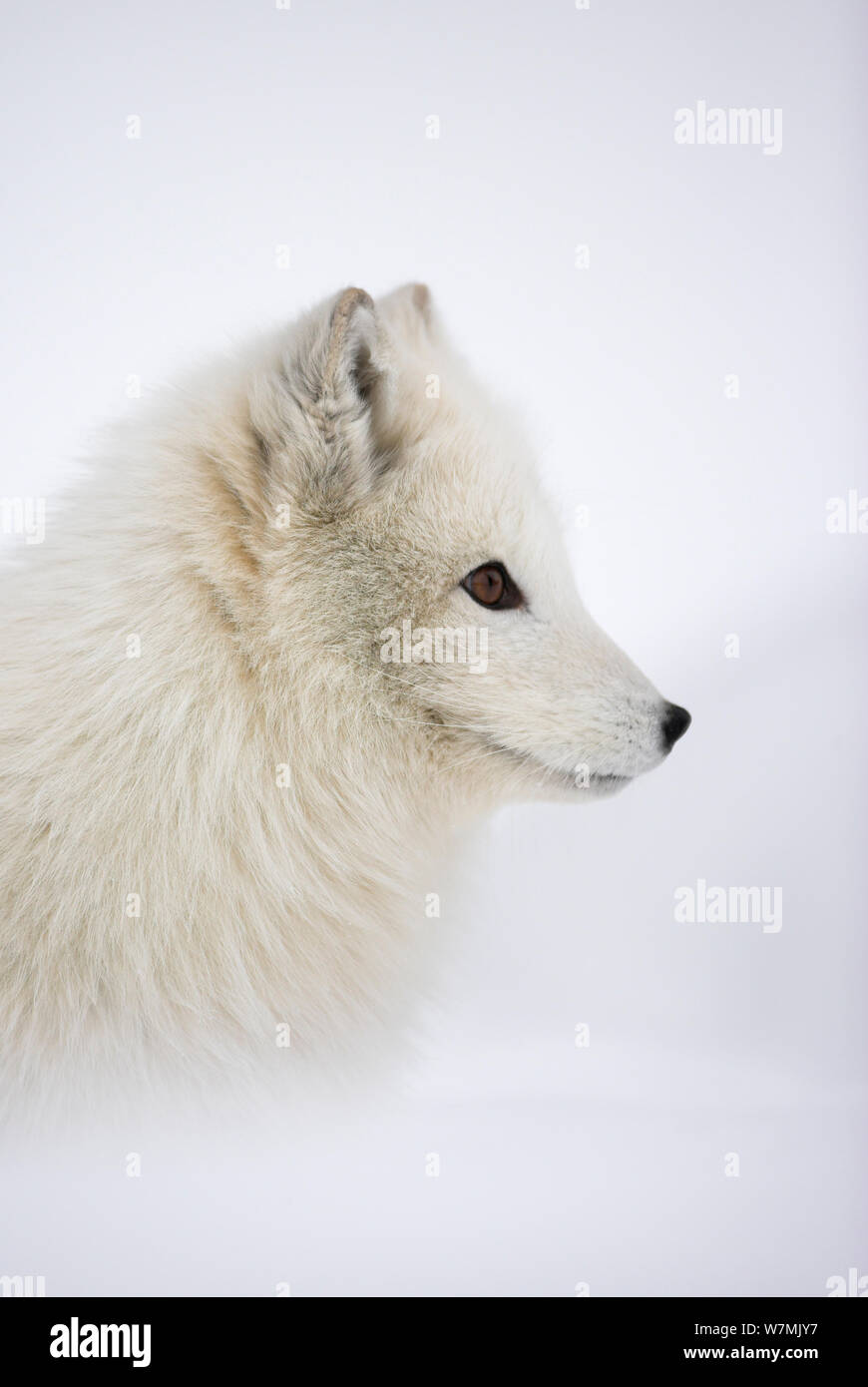 Arctic Fox (Vulpes vulpes lagopus) in cappotto invernale Norvegia, prigionieri marzo. Foto Stock