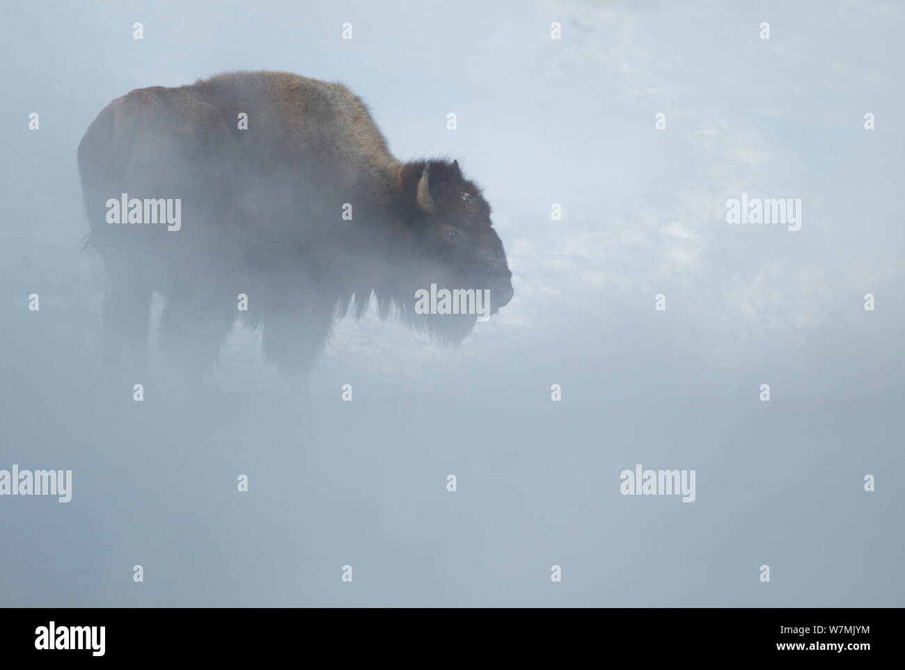 (Bison bison bison) attraverso Steam. Parco Nazionale di Yellowstone, STATI UNITI D'AMERICA, febbraio. Foto Stock