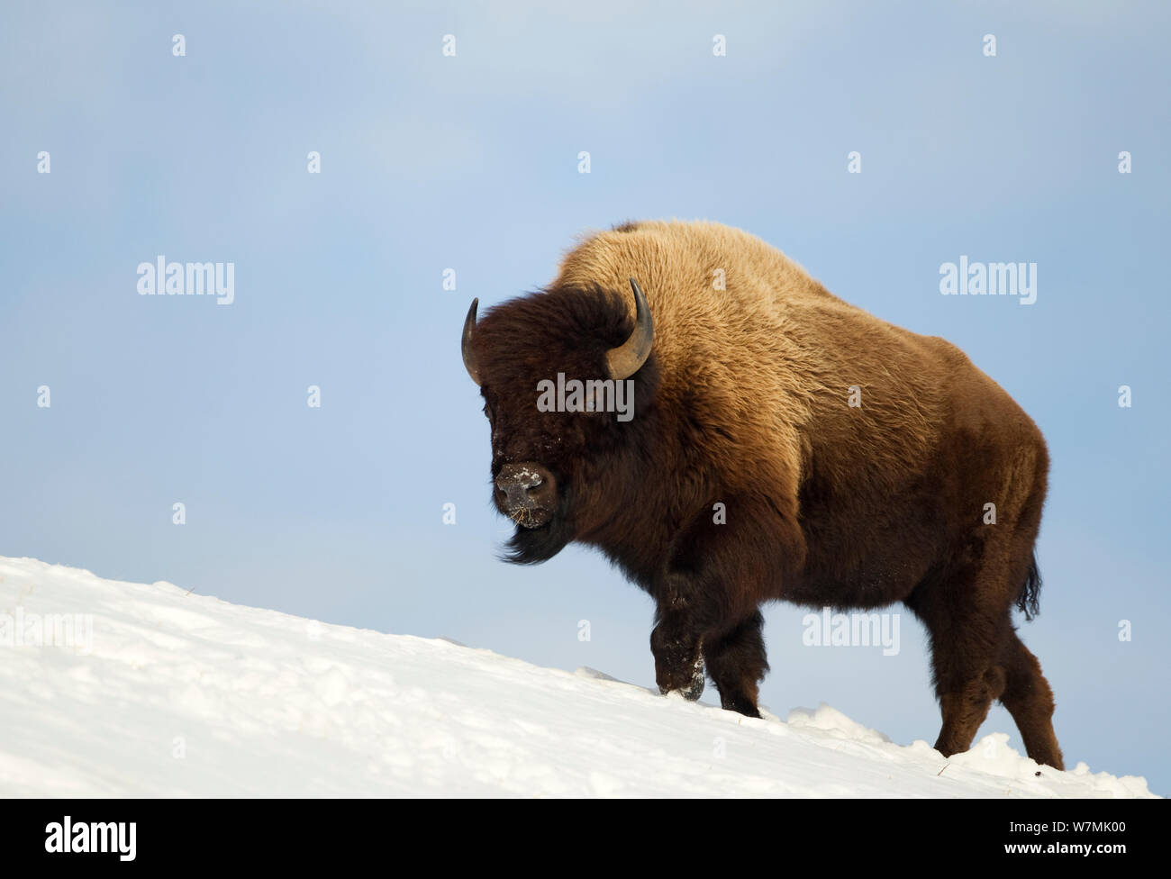 (Bison bison bison) camminando lungo la cresta di neve. Parco Nazionale di Yellowstone, STATI UNITI D'AMERICA, febbraio. Foto Stock
