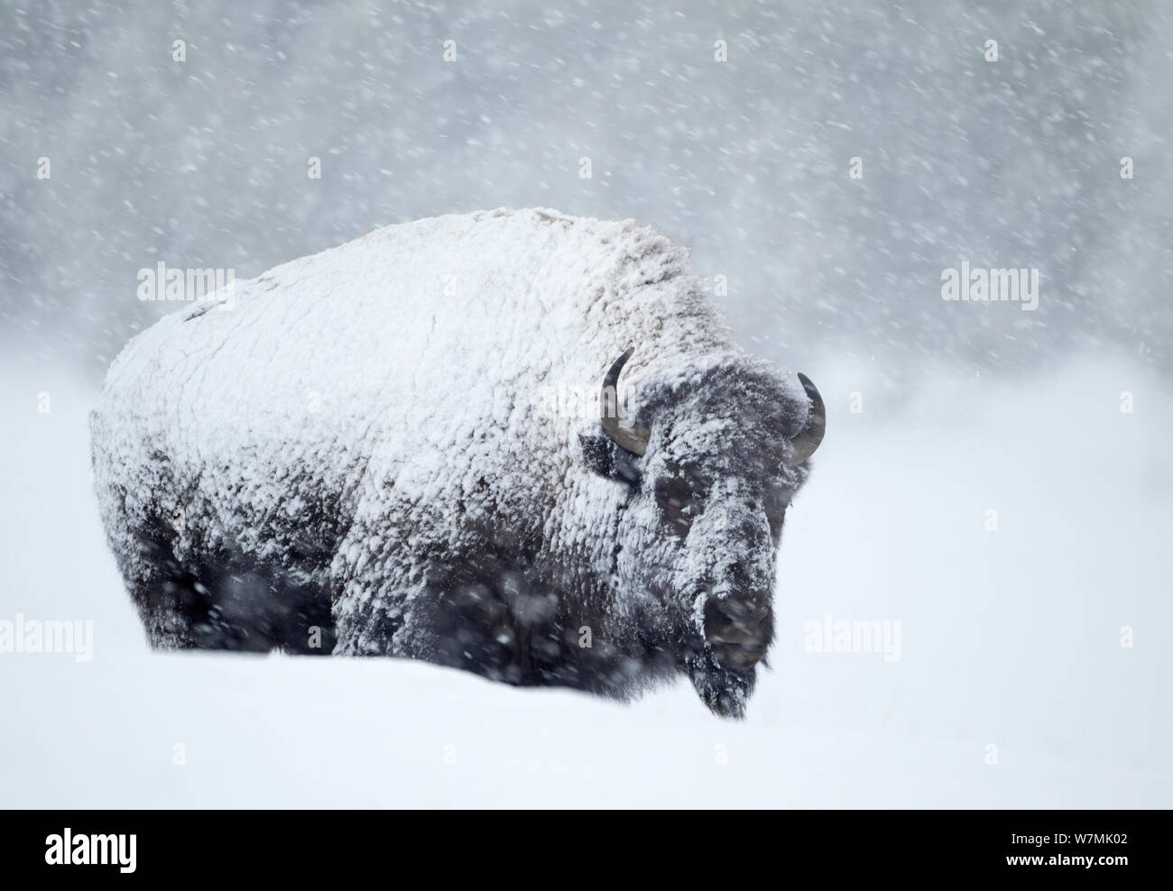 (Bison bison bison) in tempesta di neve. Parco Nazionale di Yellowstone, STATI UNITI D'AMERICA, febbraio. Foto Stock