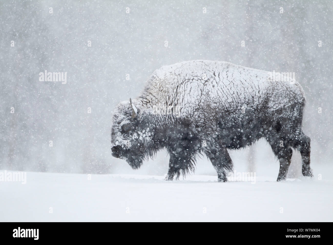 (Bison bison bison) in tempesta di neve. Parco Nazionale di Yellowstone, STATI UNITI D'AMERICA, febbraio. Foto Stock