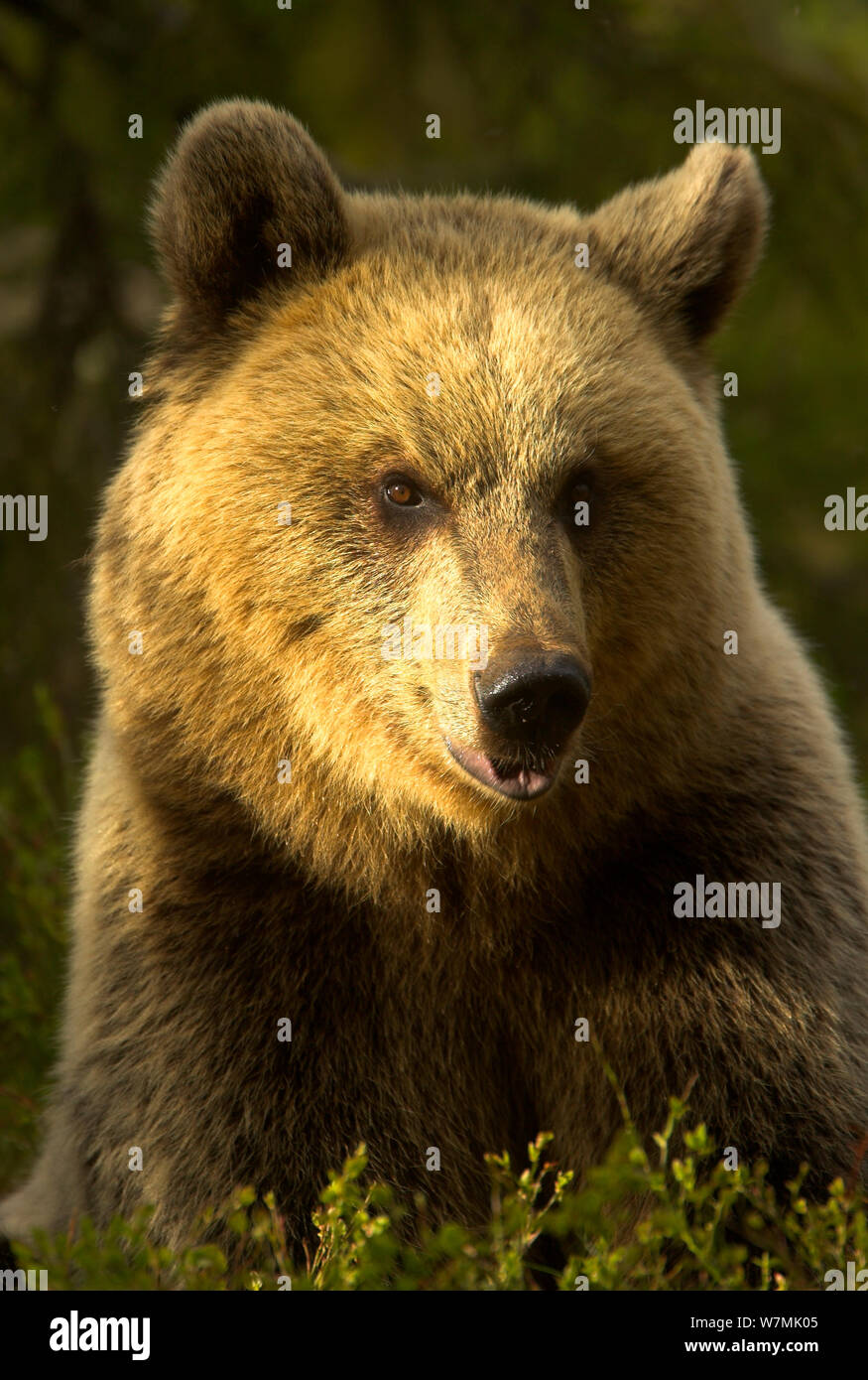 L'orso bruno (Ursus arctos) verticale. Finlandia, Europa, giugno. Foto Stock